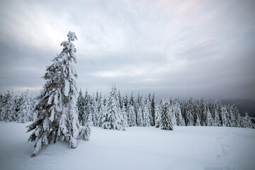 Dramatic winter landscape with spruce forest cowered with white snow in cold frozen mountains.