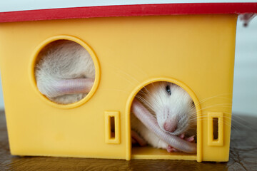 Closeup of funny white domestic rat with long whiskers sitting in yellow plastic pet house.