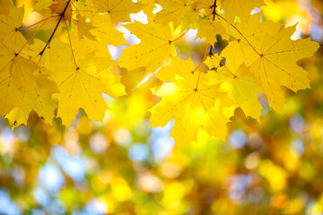 Close up of bright yellow and red maple leaves on fall tree branches with vibrant blurred background in autumn park.