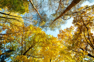 Perspective up view of autumn forest with bright orange and yellow leaves. Dense woods with thick canopies in sunny fall weather.