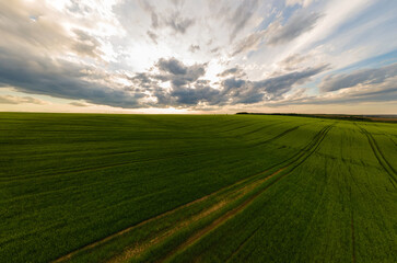 Aerial landscape view of green cultivated agricultural fields with growing crops on bright summer evening.