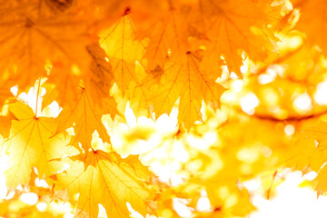 Naklejka na ściany i meble Autumn leaves on the sun and blurred trees . Fall background. Autumn background with maple leaves. Autumn leaves on the sun. Fall blurred background