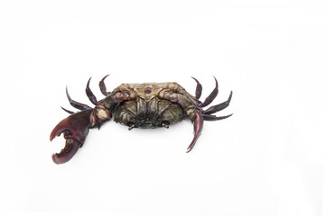 Field crab(Puna) isolated on white background.