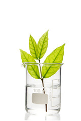 Beaker with medicinal herbs isolated on white with clipping path.	