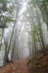 Bieszczadzka Buczyna bathed in morning fog, the trail to Połonina Wetlińska, the Bieszczady Mountains