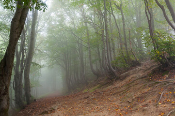Bieszczadzka Buczyna bathed in morning fog, the trail to Połonina Wetlińska, the Bieszczady Mountains