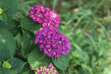 初夏の庭に咲く赤紫色のアジサイの花