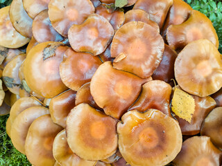 Autumn mushrooms grow on a stump. Top view