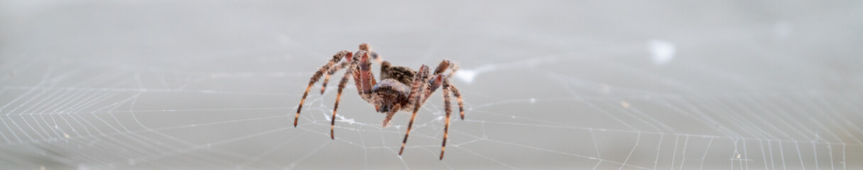 Spider closeup over the spiderweb against white background