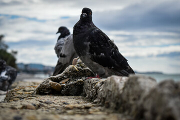 pigeon on the rocks