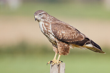 Common Buzzard - Buteo buteo