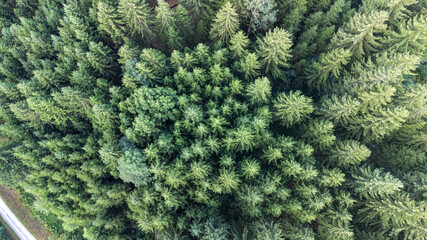 Luftaufnahme von einem Nadelwald