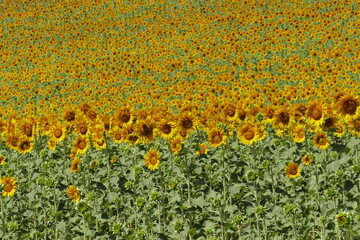 Obraz premium campi di girasole