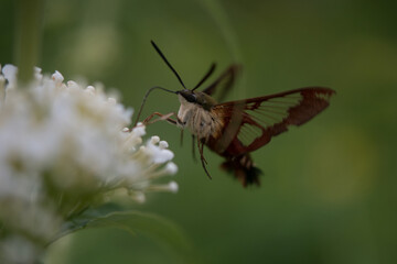 Hummingbird Moth on a flower