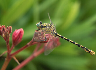 dragonfly perched on a flower