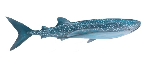 Ilustración de tiburón ballena sobre fondo blanco. Ilustración digital con textura de acuarela