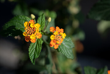 Orange-gelbe Baumblüten