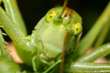 portrait en gros plan de grande sauterelle verte
