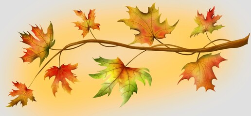 Obraz premium autumn bright maple branch with yellow, red and green leaves.