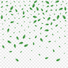Green Vegetation Background Transparent Vector. Foliage Beauty Design. Modern Card. Greenish Peaceful Illustration. Sheet Growth.