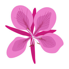 Chamaenerion, fireweed. Lilac-pink wild grass flower willow herb isolated on white background. Vector illustration, suitable for any design project.