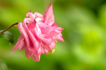 Aquilegia in Bloom Macro Photography Bokeh Naturalistic Photography 