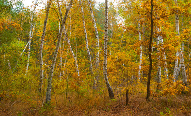 red autumn forest glade, natural outdoor seasonal scene