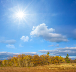 Fototapeta premium red autumn forest glade at the sunny day