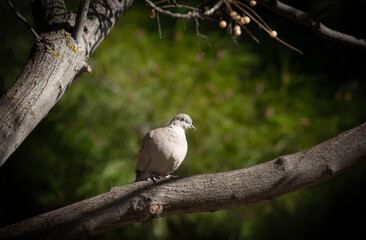 bird