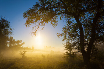 Fototapeta na wymiar forest glade in dense mist and sunlight at the early morning, summer countryside sunrise scene