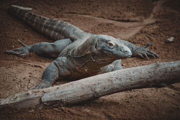 a fantastic portrait of a komodo dragon