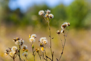 closeup wild flowers in prairie, outdoor natural scene