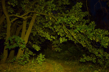 oak tree on forest glade at the night