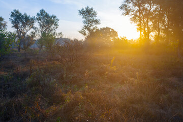 forest glade in dense mist and sunlight at the early morning, summer countryside sunrise scene