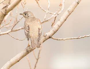 bird