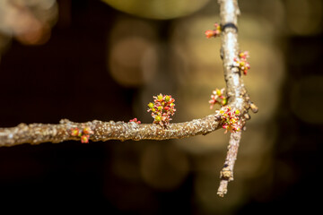 The flowering of Spondia purpurea fruits, also known as jocote, Siriguela or Ciruela (plum) and Purple mombin. The fruit blooming on the tree typical of Central and South America.