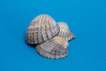 sea shells on blue background