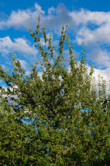 Ein Obstbaum voller frischer Äpfel vor einem blauen Himmel mit Wolken