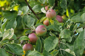 Frische Bio- Äpfel an einem Apfelbaum im Juni / Sommer zwischen Blättern am Obstbaum