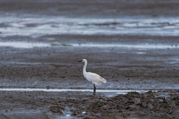 Herons on the beach are looking for food