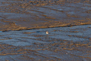 On the beach at dusk, there are birds looking for food