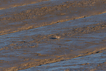 On the beach at dusk, there are birds looking for food