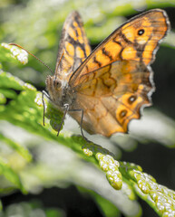 butterfly