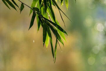 After the rain, the leaves in the forest are covered with water and dew, and the background is green and yellow