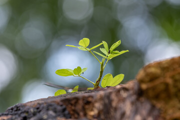 After the rain, the leaves in the forest are covered with water and dew, and the background is green and yellow