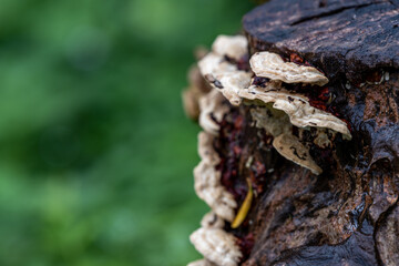 After the rain, the leaves in the forest are covered with water and dew, and the background is green and yellow