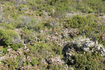 Fototapeta na wymiar wild vegetation at remarkable rocks at kangaroo island (australia) 