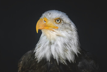 Weißkopfseeadler Porträt