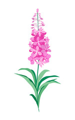Willow herb. Fireweed. Vector illustration of a flowering lilac-pink herbaceous plant of the Cypress family, isolated on a white background. Suitable for packaging design, postcards.