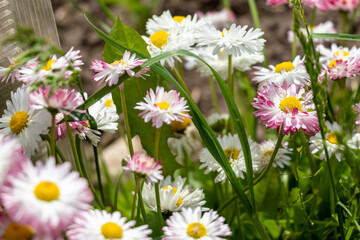 Fototapeta premium field of daisies